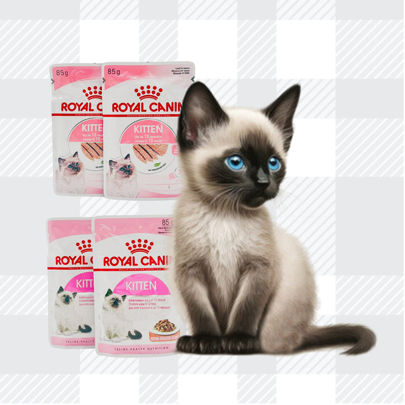 AETN Creations Royal Canin Kitten Wet + Dry Bundle for Happy, Healthy Kittens 1x400g, 2x85g Jelly, 2x85g Gravy, 2x85g Loaf with Delicious AETN Chicken Cat Treat